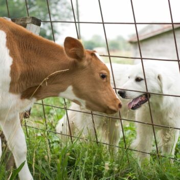 Ikona kategorii: Krma in hrana za male živali
